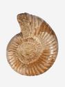 Аммонит Perisphinctes sp., 6,5-8 см, 30780, фото 3