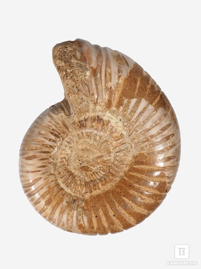 Аммонит Perisphinctes sp., 6,5-8 см, 30780, фото 3