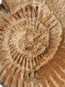 Аммонит Perisphinctes sp., 6,5-8 см, 30780, фото 4