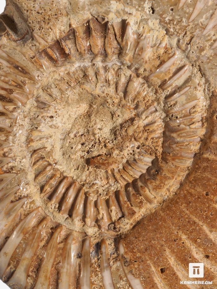 Аммонит Perisphinctes sp., 6,5-8 см, 30780, фото 4