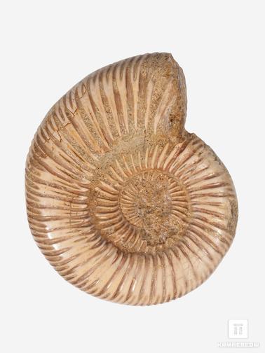 Аммонит. Аммонит Perisphinctes sp., 8х6,6х1,8 см