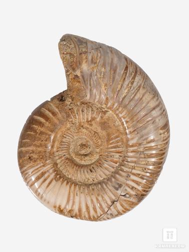 Аммонит. Аммонит Perisphinctes sp., 8,9х7,2х2 см
