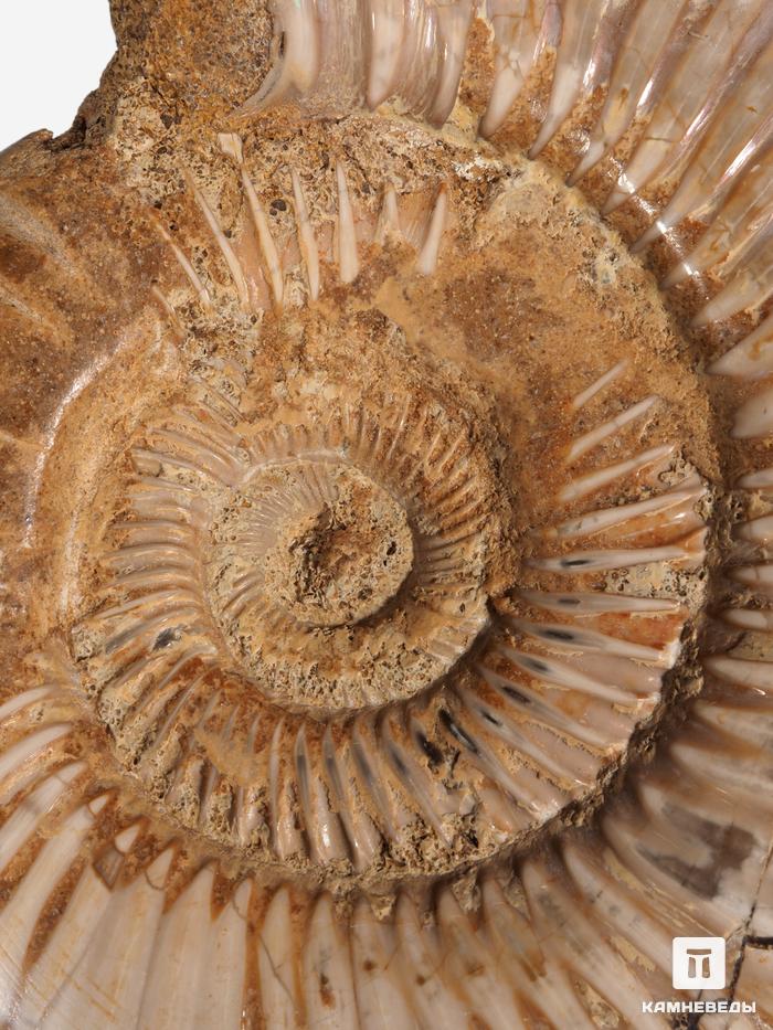 Аммонит Perisphinctes sp., 8,9х7,2х2 см, 30782, фото 3