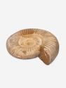 Аммонит Perisphinctes sp., 10,6х8,9х3 см, 30784, фото 2
