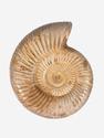 Аммонит Perisphinctes sp., 10,6х8,9х3 см, 30784, фото 1