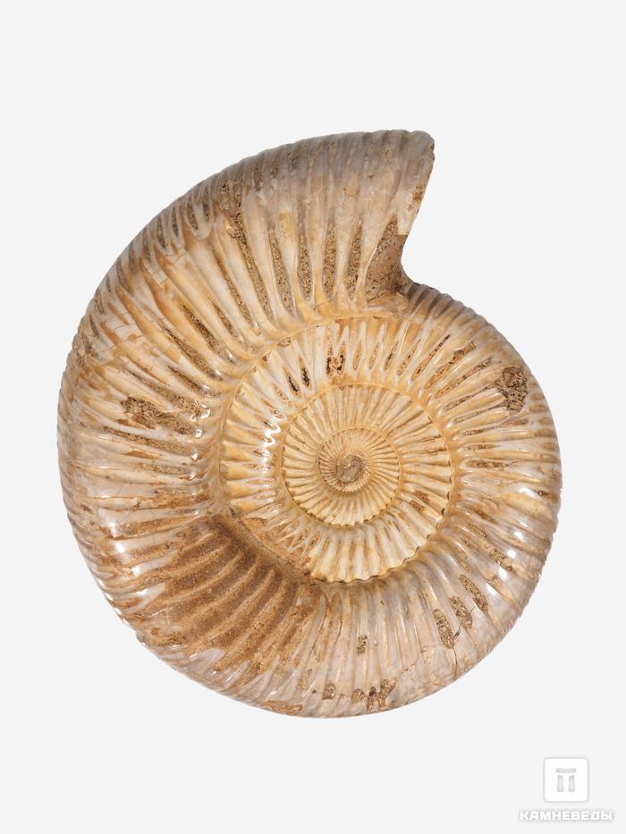 Аммонит Perisphinctes sp., 10,6х8,9х3 см, 30784, фото 1