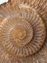 Аммонит Perisphinctes sp., 10,6х8,9х3 см, 30784, фото 3