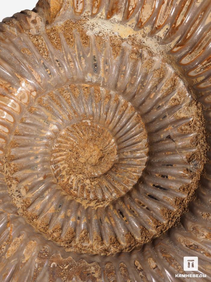 Аммонит Perisphinctes sp., 10,6х8,9х3 см, 30784, фото 3