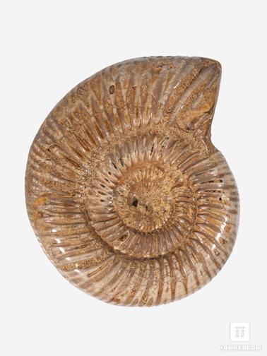 Аммонит. Аммонит Perisphinctes sp., 8х6,6х2,3 см