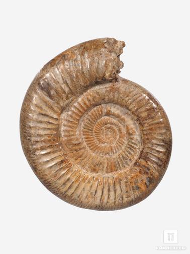 Аммонит. Аммонит Perisphinctes sp., 17,5х15,5х4,2 см
