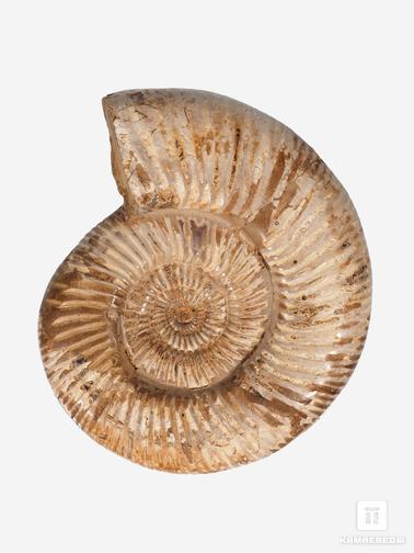 Аммонит. Аммонит Perisphinctes sp., 17х14,5х4,8 см