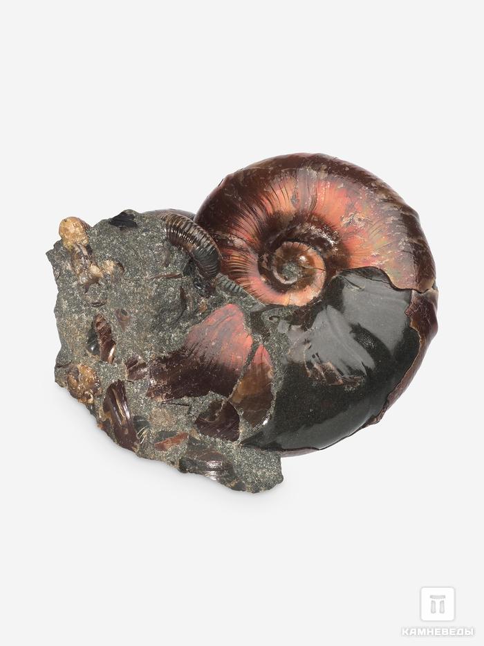 Аммониты Zuercherella sp. и Acanthohoplites sp. на породе, 7,6х6,7х5,7 см, 8-19/3, фото 1