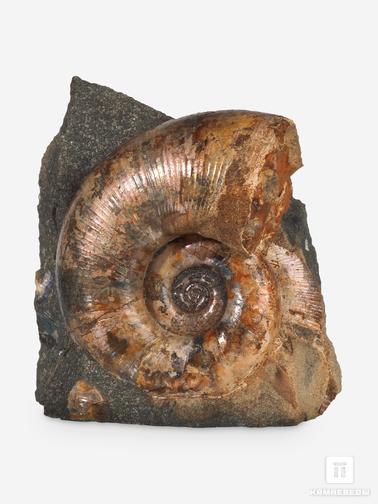 Аммонит. Аммонит Lutoceras sp. на породе, 6,5х6,1х5,7 см
