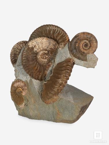Аммонит. Аммониты Deshayesites sp. и Pictetia vogdti sp. на породе, 10,4х9,7х5,5 см