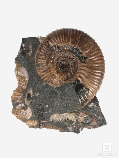 Аммонит. Аммониты Acanthohoplites sp. на породе, 9х8х5 см