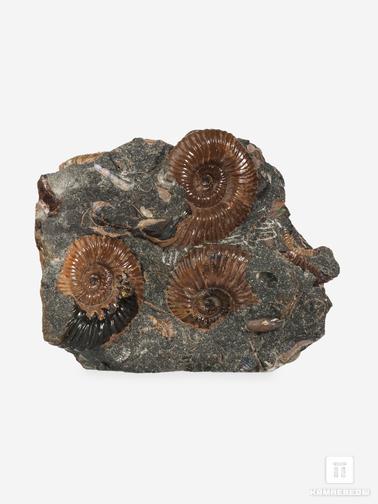 Аммонит. Аммониты Acanthohoplites sp. на породе, 9,3х7,4х6,7 см