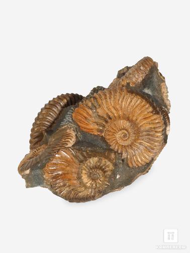 Аммонит. Аммониты Deishalusites deishayesi sp. на породе, 10,3х6х4,7 см