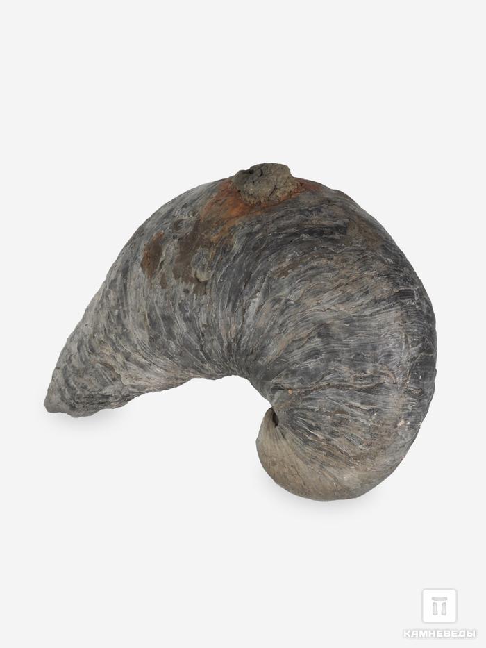 Грифея «Griphaea», 9,1х6,7х6,5 см, 29681, фото 2