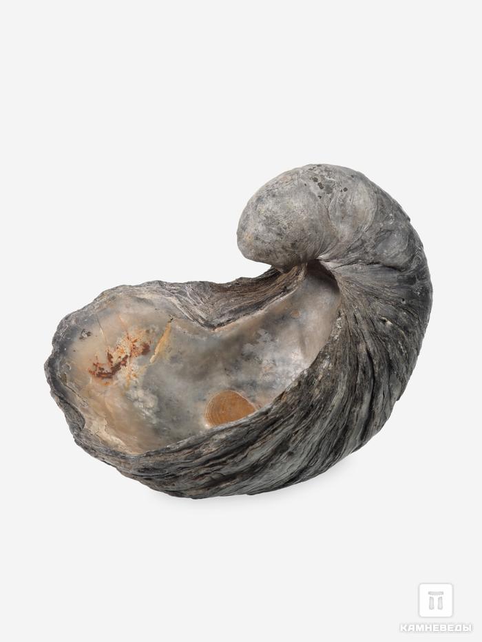 Грифея «Griphaea», 9,1х6,7х6,5 см, 29681, фото 1