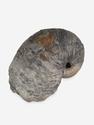 Грифея «Griphaea», 9,1х6,7х6,5 см, 29681, фото 3