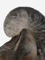 Грифея «Griphaea», 9,1х6,7х6,5 см, 29681, фото 4