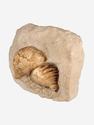 Брахиоподы Gigantoproducts sp., 23,2х19,7х13 см, 29683, фото 1