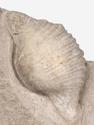 Брахиопода Gigantoproducts sp., 16,4х12,6х5,7 см, 29689, фото 2