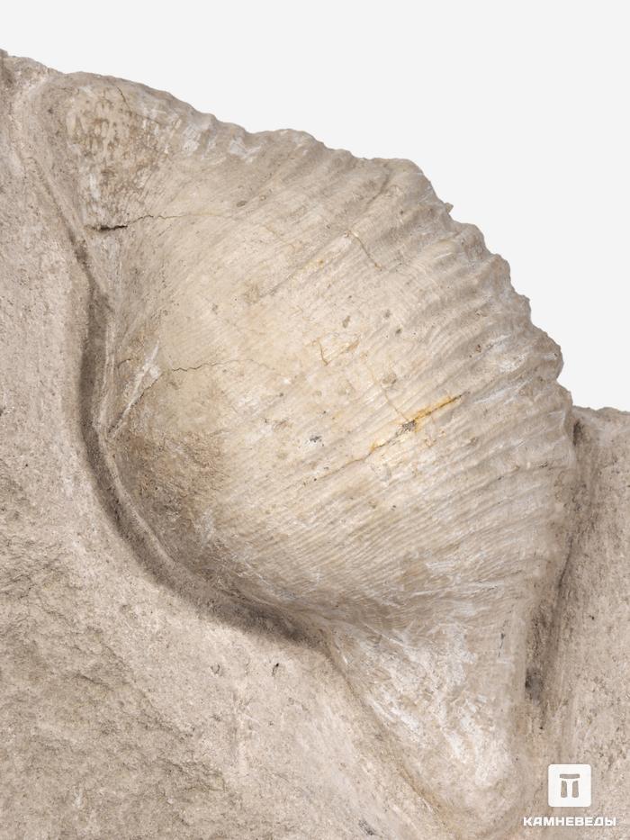 Брахиопода Gigantoproducts sp., 16,4х12,6х5,7 см, 29689, фото 2