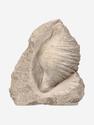 Брахиопода Gigantoproducts sp., 16,4х12,6х5,7 см, 29689, фото 1