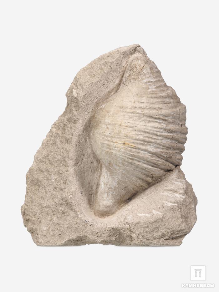 Брахиопода Gigantoproducts sp., 16,4х12,6х5,7 см, 29689, фото 1