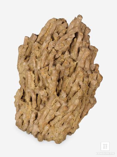 Кораллы. Колониальный коралл Cortenia st., 21,6х16х10,3 см