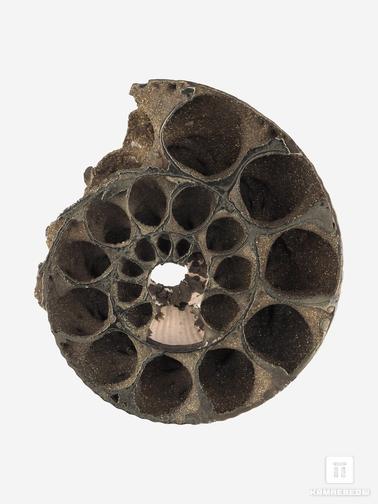Аммонит. Аммонит пиритизированный Kosmoceras phaeinum, полированный срез,4,5х4,1х1,2 см
