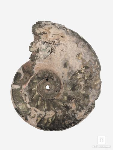 Аммонит. Аммонит пиритизированный Hecticoceras rassiense, 5,7х4,7х1,4 см