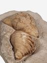 Брахиоподы Gigantoproducts sp., 23,2х19,7х13 см, 29683, фото 3