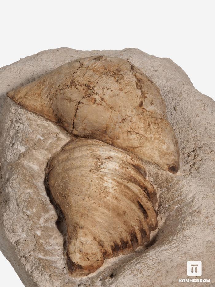 Брахиоподы Gigantoproducts sp., 23,2х19,7х13 см, 29683, фото 3
