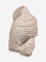 Брахиопода Gigantoproducts sp., 16,4х12,6х5,7 см, 29689, фото 3