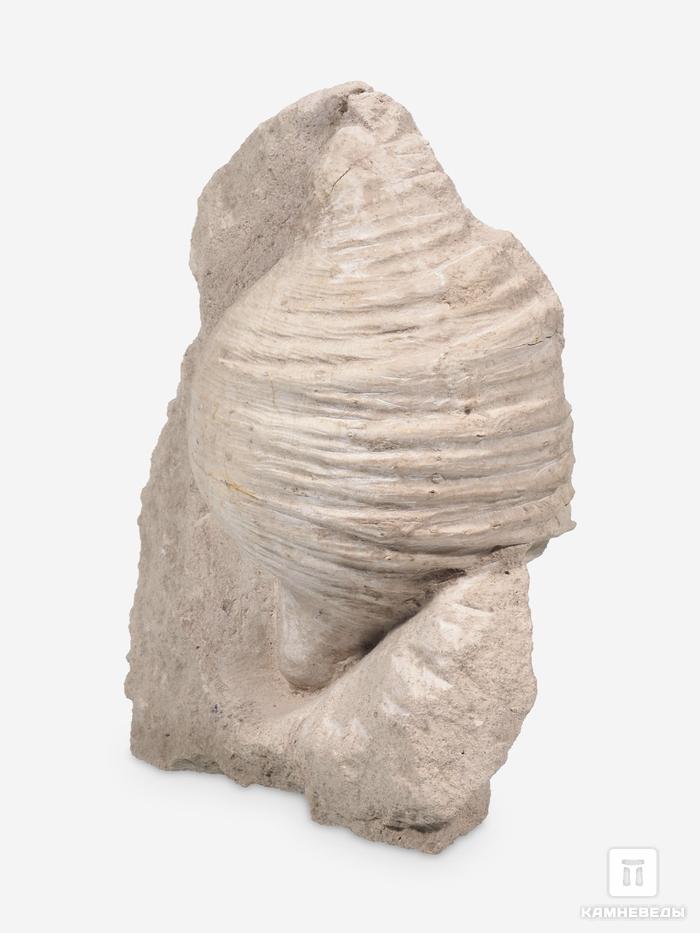 Брахиопода Gigantoproducts sp., 16,4х12,6х5,7 см, 29689, фото 3