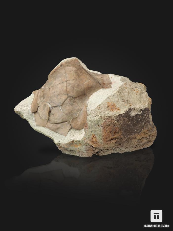 Офиоцистоидея Volchovia mobilis Hecker, 1938 на породе 12,5х8,8х6,8 см, 20201, фото 4