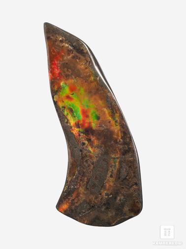 Аммолит. Аммолит (ископаемый перламутр аммонита), 19х8,2х3,8 см