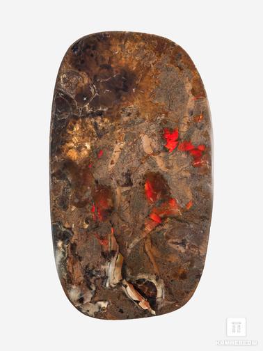 Аммолит. Аммолит (ископаемый перламутр аммонита), 15,5х8,8х2,2 см