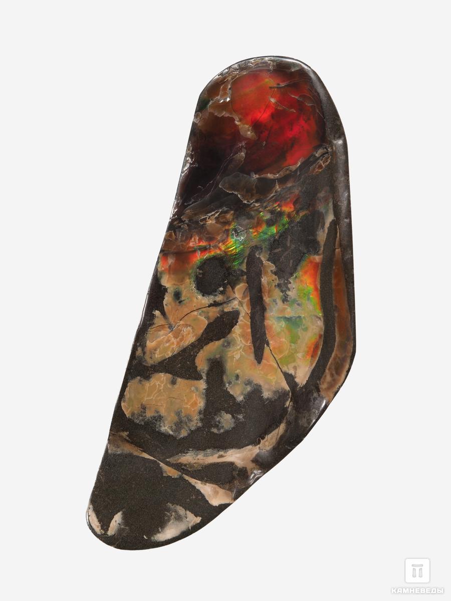 

Аммолит (ископаемый перламутр аммонита), 18х8х3