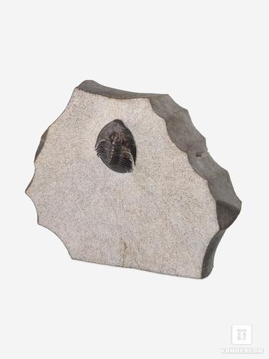 Трилобиты. Трилобит Tropidocoryphe amuri, 7х5,5х1,8 см