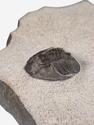 Трилобит Tropidocoryphe amuri, 7х5,5х1,8 см, 14324, фото 3