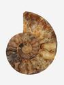 Аммонит Cleoniceras sp., полированный срез 16,5х13,5х1,7 см, 12963, фото 1