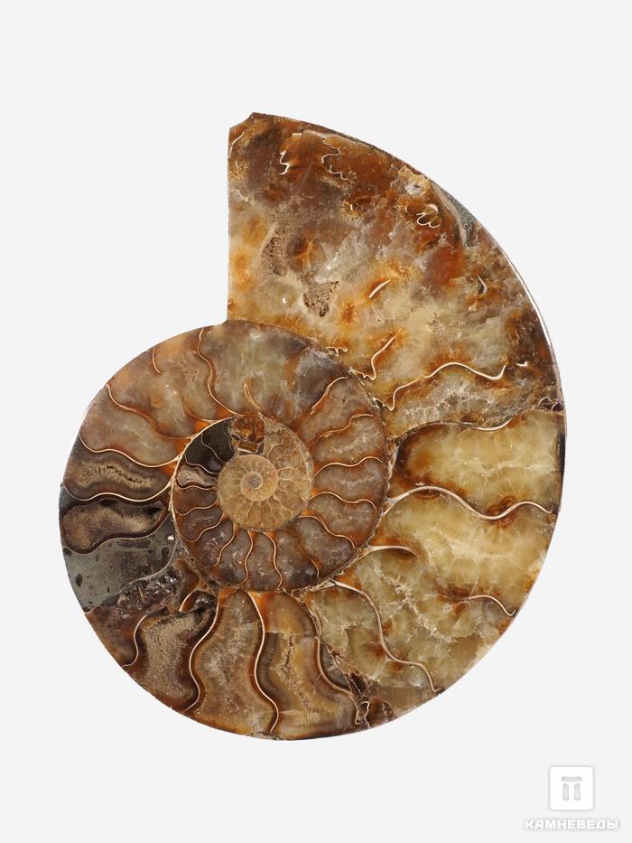Аммонит Cleoniceras sp., полированный срез 16,5х13,5х1,7 см, 12963, фото 1