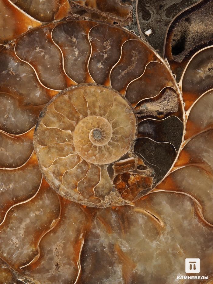 Аммонит Cleoniceras sp., полированный срез 16,5х13,5х1,7 см, 12963, фото 4