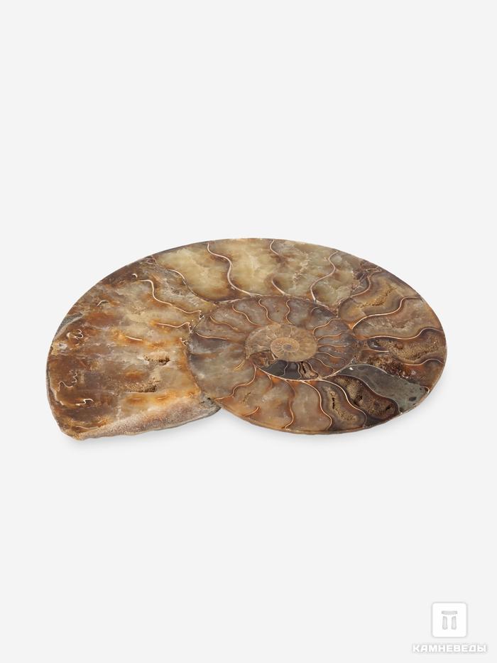 Аммонит Cleoniceras sp., полированный срез 16,5х13,5х1,7 см, 12963, фото 2