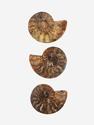 Аммонит Cleoniceras sp., полированный срез 16,5х13,5х1,7 см, 12963, фото 3