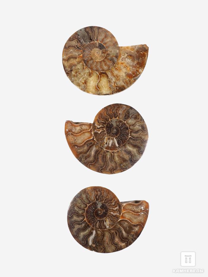 Аммонит Cleoniceras sp., полированный срез 16,5х13,5х1,7 см, 12963, фото 3