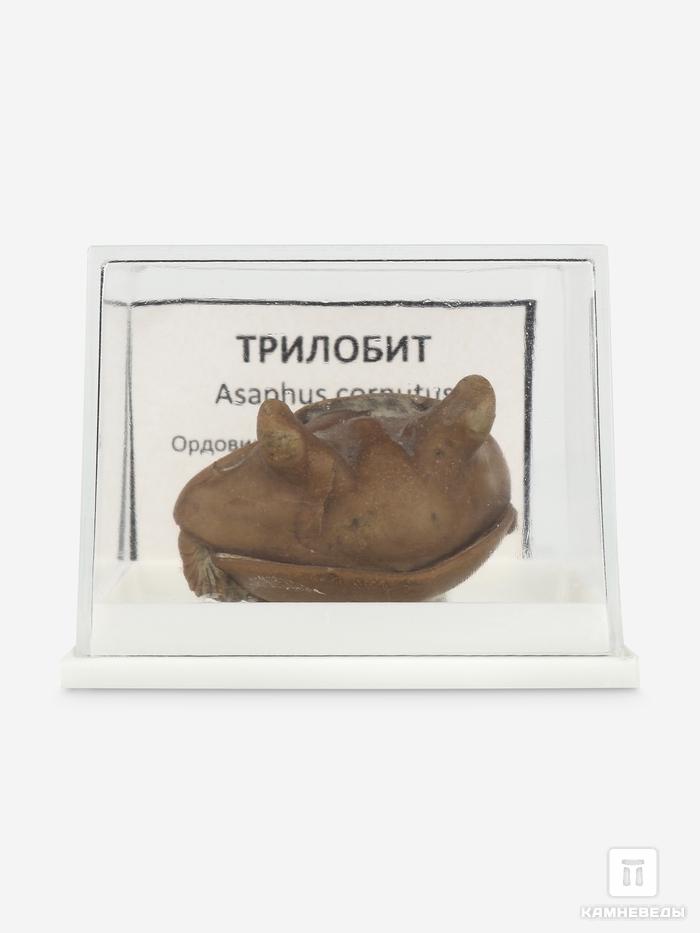 Трилобит Asaphus cornutus, 2,8х2х1,8 см, 8-20/45, фото 2